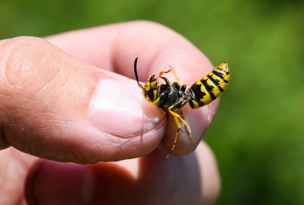    Yellow Jacket String Feat 1 1024x692 